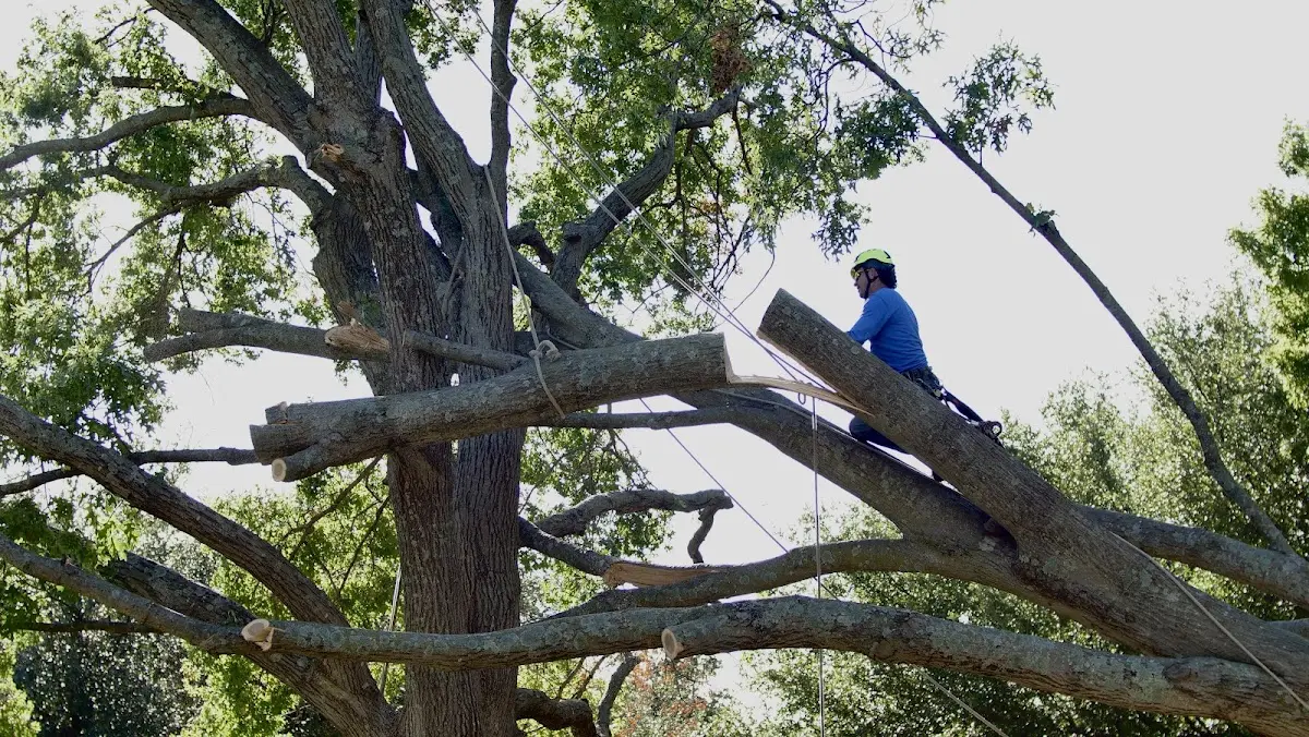 Professional Crown Thinning performed by certified arborists in Tyronza