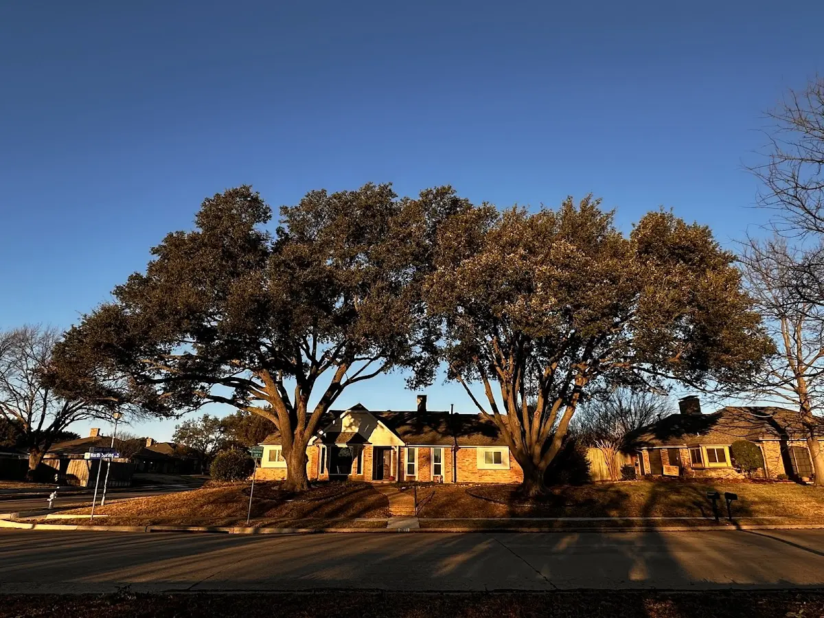 Established residential canopy tree shading a home in Tyronza
